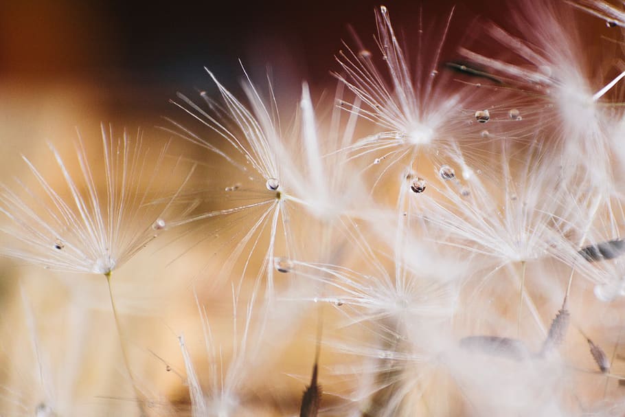 macro, dandelion, nature, tiny, light, close-up, fragility, HD wallpaper