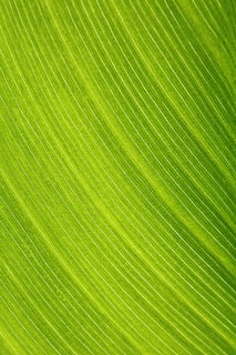khanna, light, leaf, nature, the leaves, the shining, plants HD wallpaper