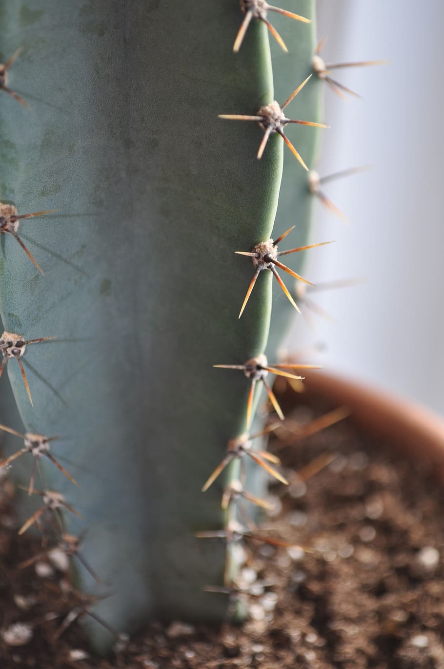 cactus, thorns, plants, succulent, flowers, no people, selective focus HD wallpaper