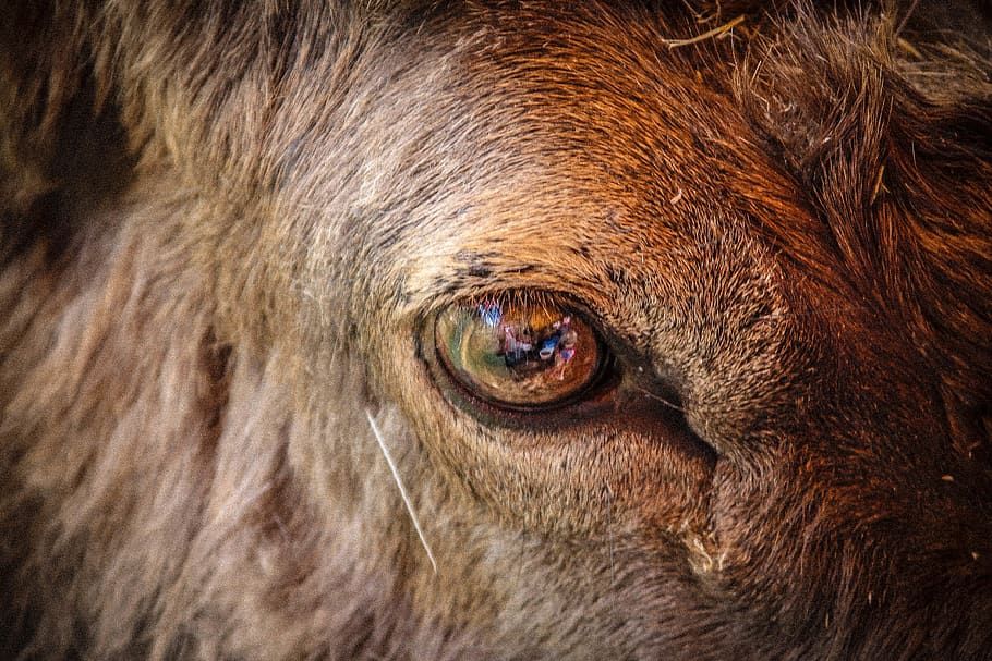 united states, forest, animal themes, one animal, mammal, eye HD wallpaper