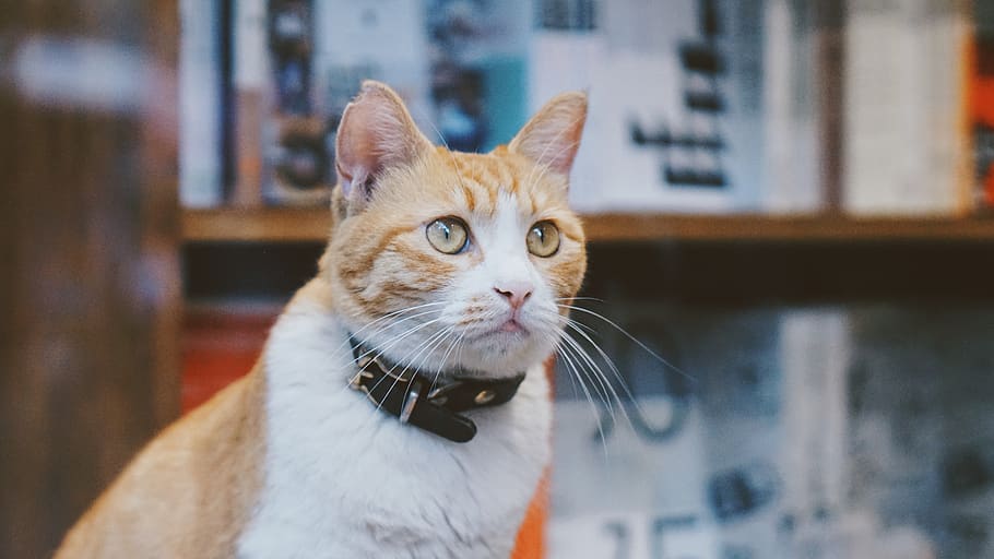 pets, animal themes, cat, domestic animals, one animal, feline HD wallpaper