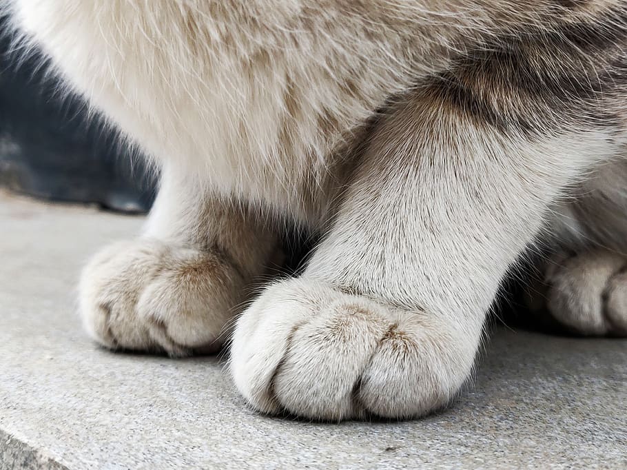 Animal's Paw, animal photography, cat, close-up, domestic, domestic animal, HD wallpaper