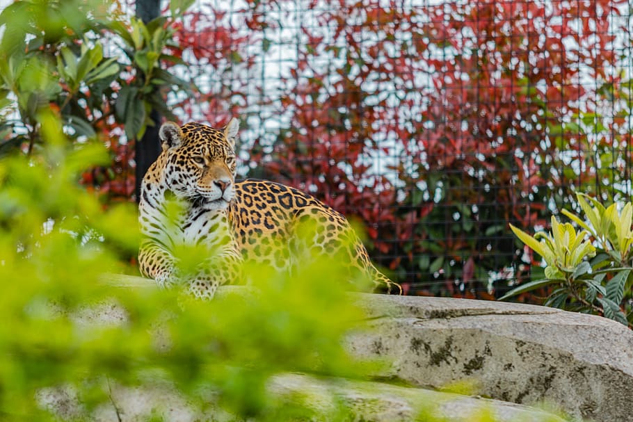 brown and beige leopard, animal themes, animal wildlife, big cat HD wallpaper