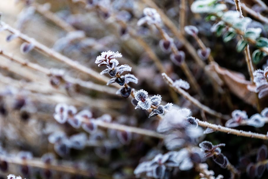 frost, winter, cold, ice, nature, frozen, eiskristalle, wintry HD wallpaper