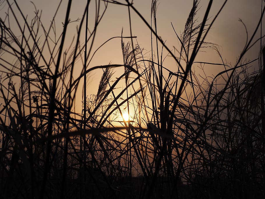 grasses, sunset, sky, light, dusk, twilight, silhouette, nature HD wallpaper