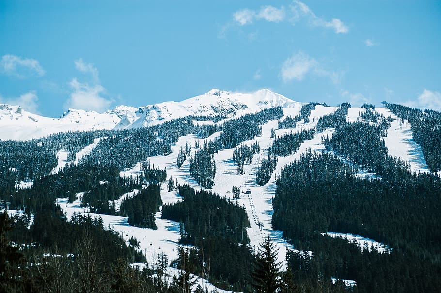 Snowy Mountain, canada, cold, landscape, scenic, snowcapped, trees HD wallpaper