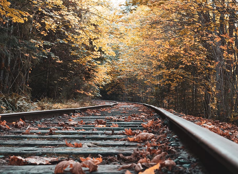 abandoned, railway, fall, trees, leaves, autumn, yellow, change HD wallpaper