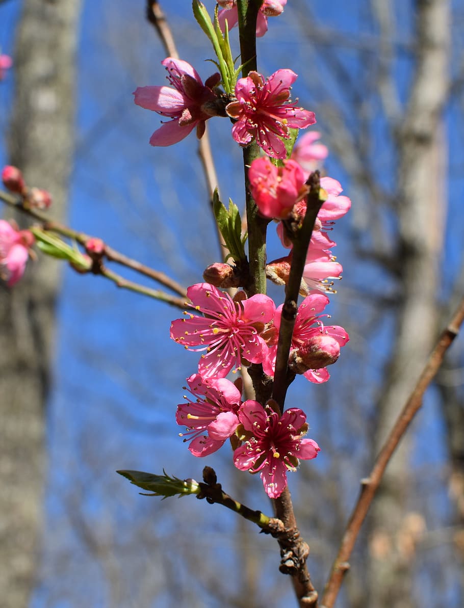 Page 2 | peach tree 1080P, 2K, 4K, 5K HD wallpapers free download