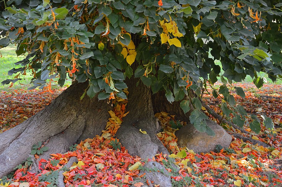 tree, deciduous tree, beech, tribe, leaves, nature, fall color HD wallpaper