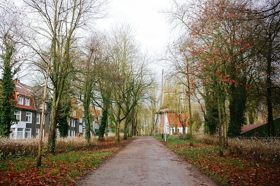 tree, plant, tree trunk, path, outdoors, road, tarmac, asphalt HD wallpaper
