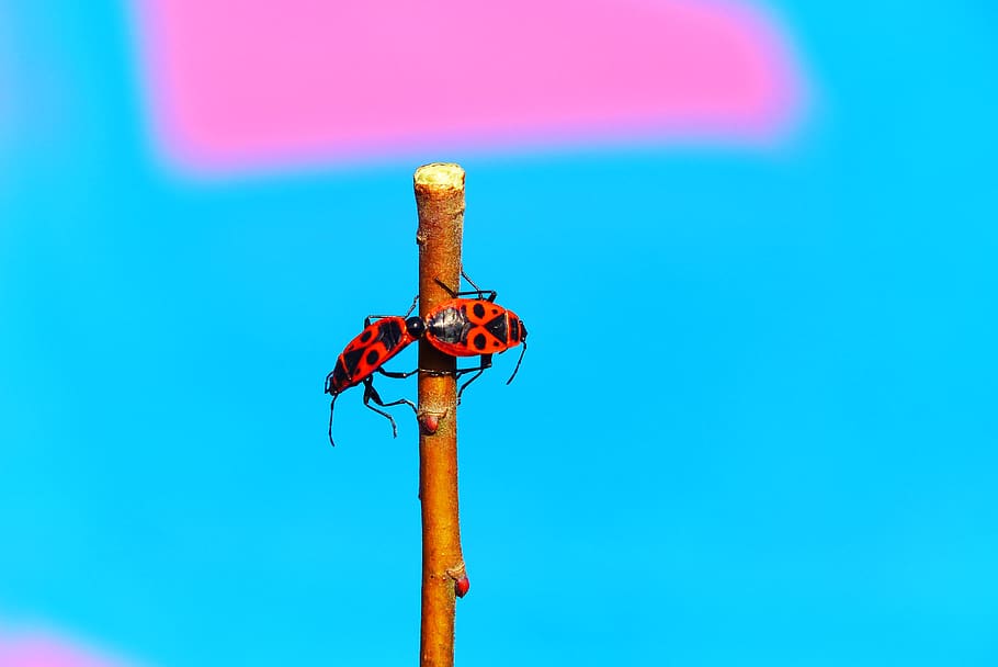 two firebugs on stick, animal, invertebrate, insect, symbol, cross HD wallpaper