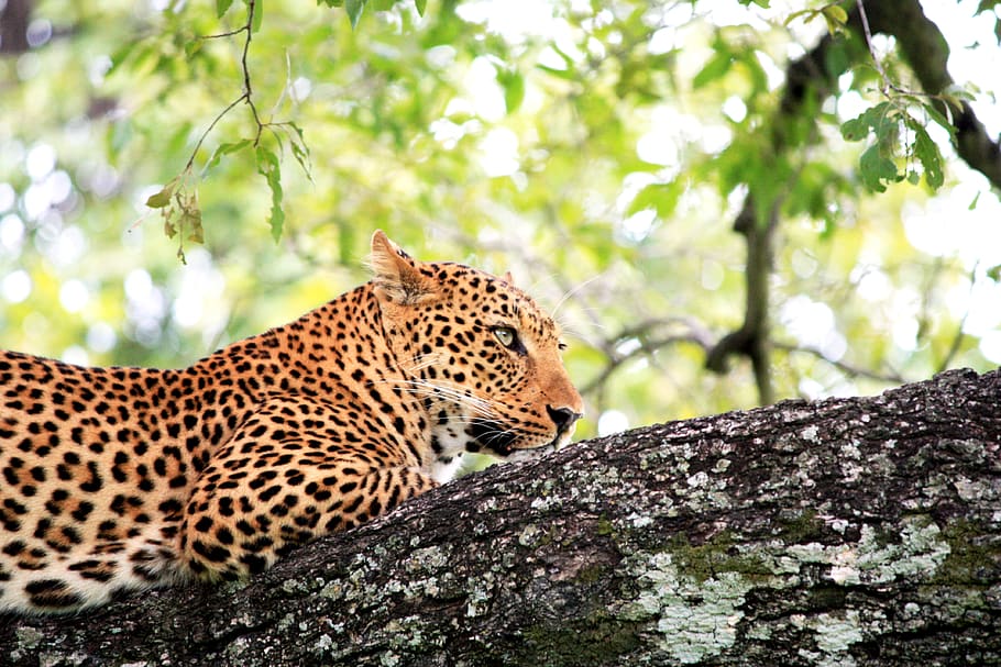 leopard on tree trunk, animal, one animal, animal themes, animal wildlife HD wallpaper