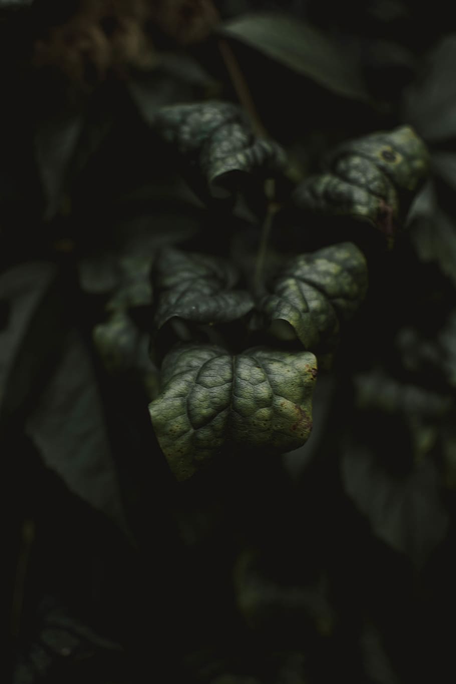 austria, close-up, plant, growth, no people, food and drink HD wallpaper
