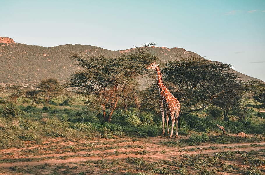 brown giraffe eating tree leaf during daytime, wildlife, animal HD wallpaper