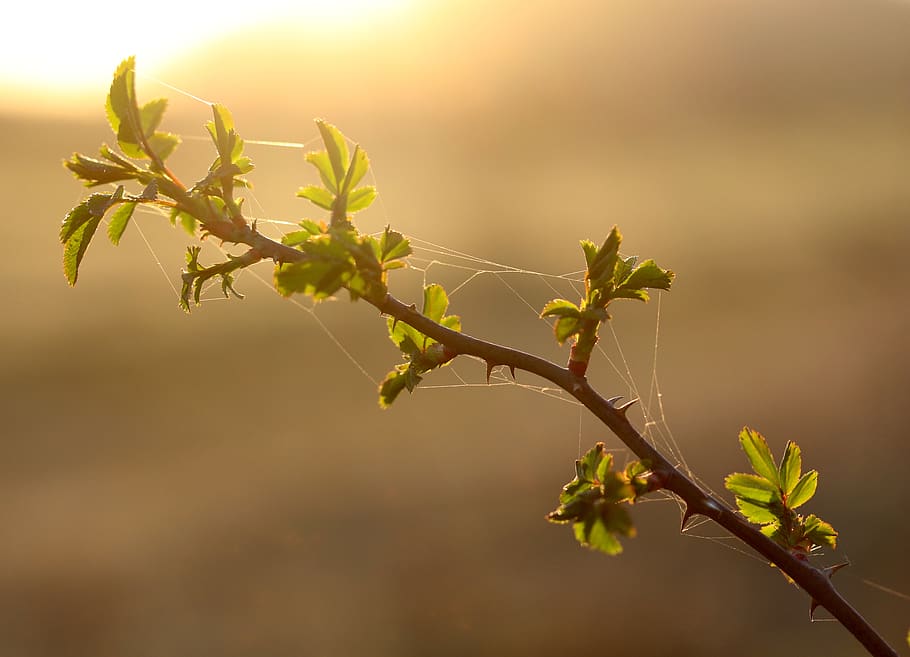 casey, leaves, green, light, spider web, spring, renaissance HD wallpaper