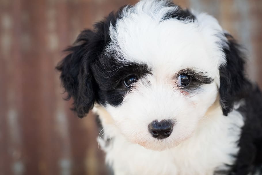 Close-Up Photo of Furry Puppy, adorable, animal, animal photography, HD wallpaper