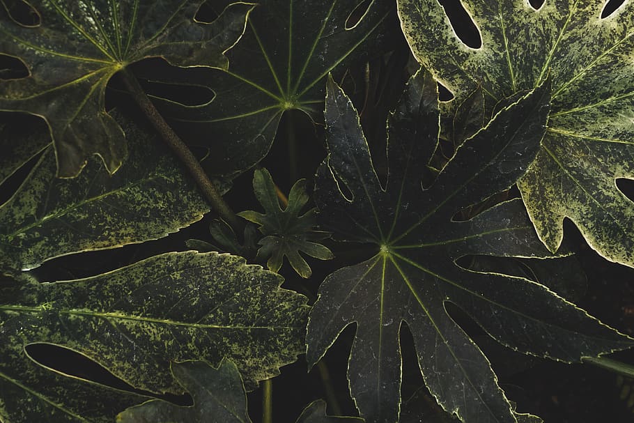 green-leafed plant wallpaper, veins, blossom, flower, light, animal, HD wallpaper