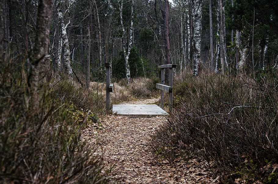 forest, trees, bridge, way, wood, plant, land, tranquility HD wallpaper