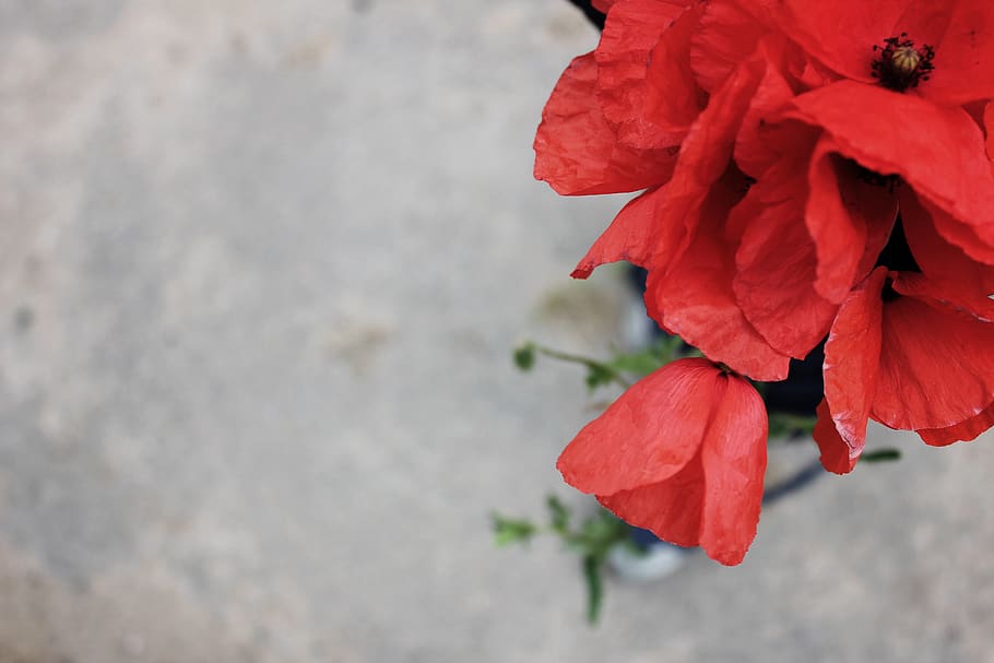 red petaled flower, flowering plant, fragility, beauty in nature HD wallpaper