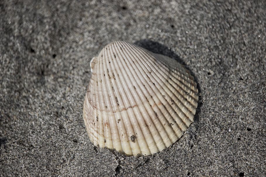 shell, summer, beach, sand, black and white, end, beginning HD wallpaper