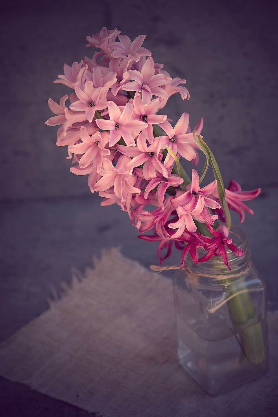 Purple Lily on Clear Glass Jar, bloom, blossom, flora, flowers HD wallpaper