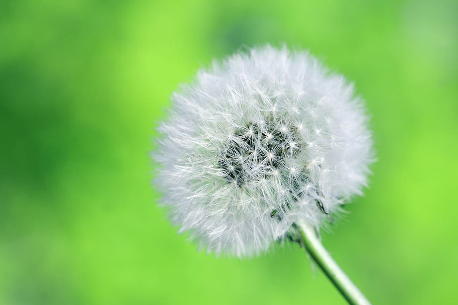 close-up photography of white dandelion, flower, flora, blossom, HD wallpaper