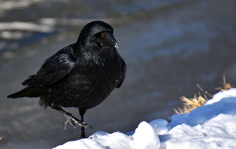 HD wallpaper: common raven, snow, winter, cold, raven bird, crow ...