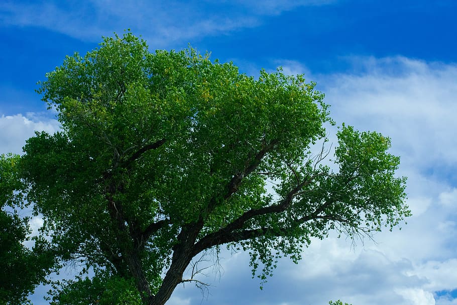 tree, plant, tree trunk, outdoors, nature, oak, building, urban HD wallpaper
