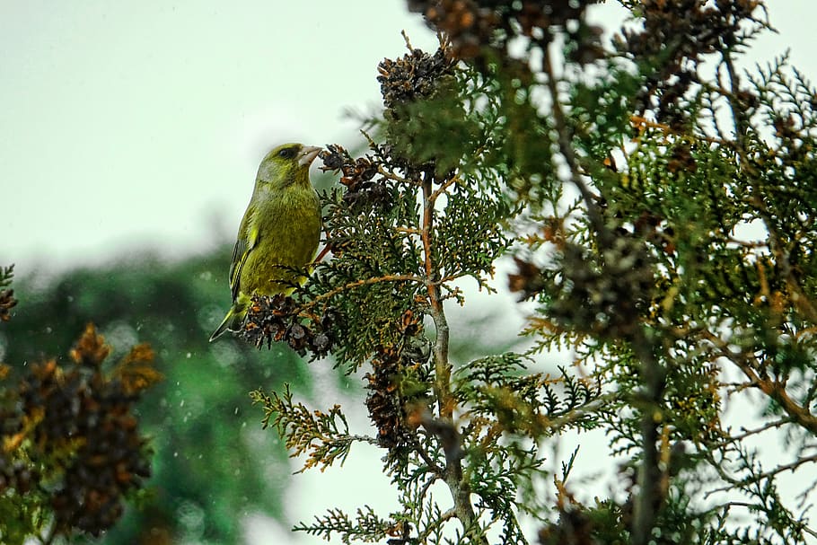 tree, nature, bird, greenfinch, plant, vertebrate, animal themes HD wallpaper
