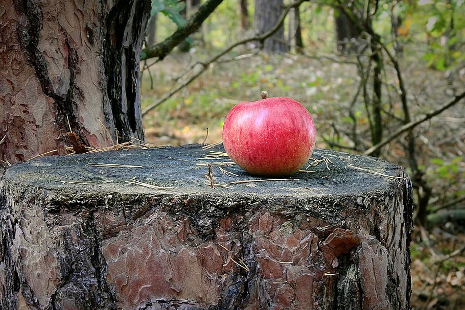 tree, trunk, apple, forest, view, food, food and drink, healthy eating HD wallpaper