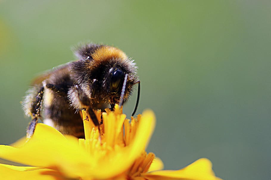 hummel, insect, blossom, bloom, close up, nature, summer, pollination HD wallpaper