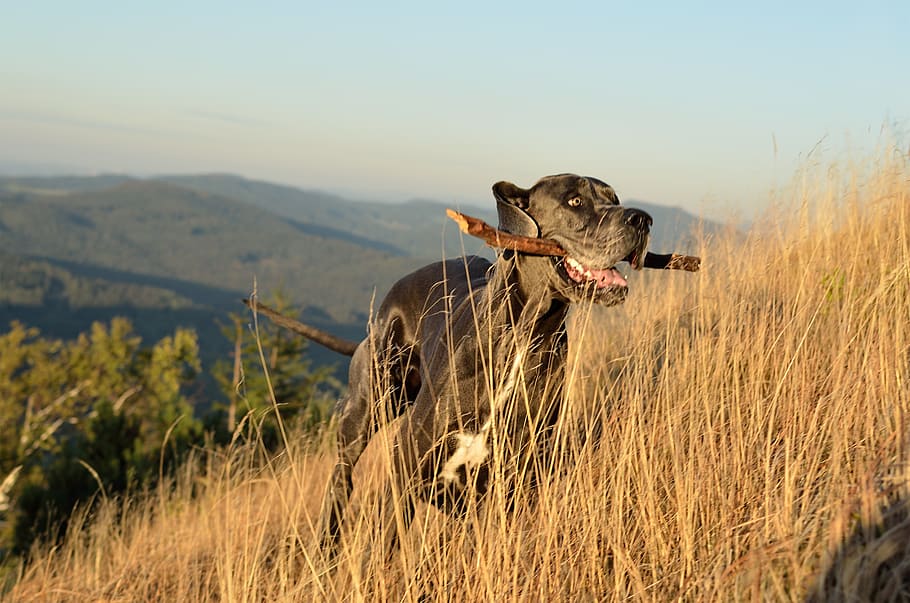 great dane, aport, autumn, one animal, mammal, animal themes HD wallpaper