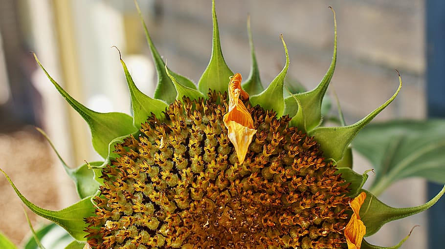sunflower, seeds, kernels, wither, wilting, dry, shrink, seasonal HD wallpaper