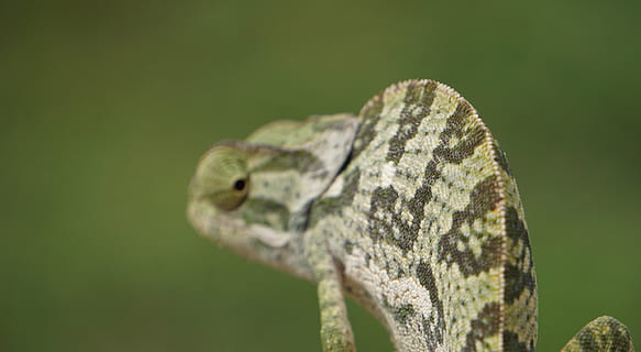 green reptile, lizard, animal, iguana, gecko, chameleon, turtle HD wallpaper