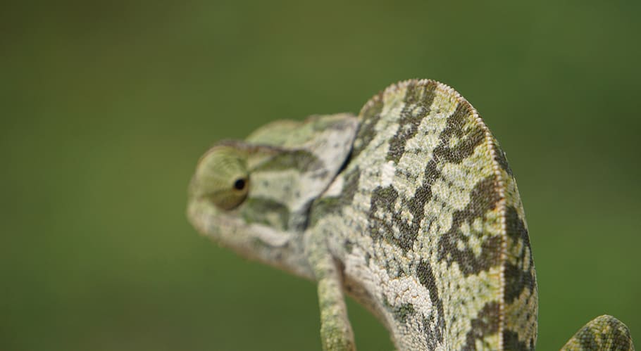 green reptile, lizard, animal, iguana, gecko, chameleon, turtle, HD wallpaper