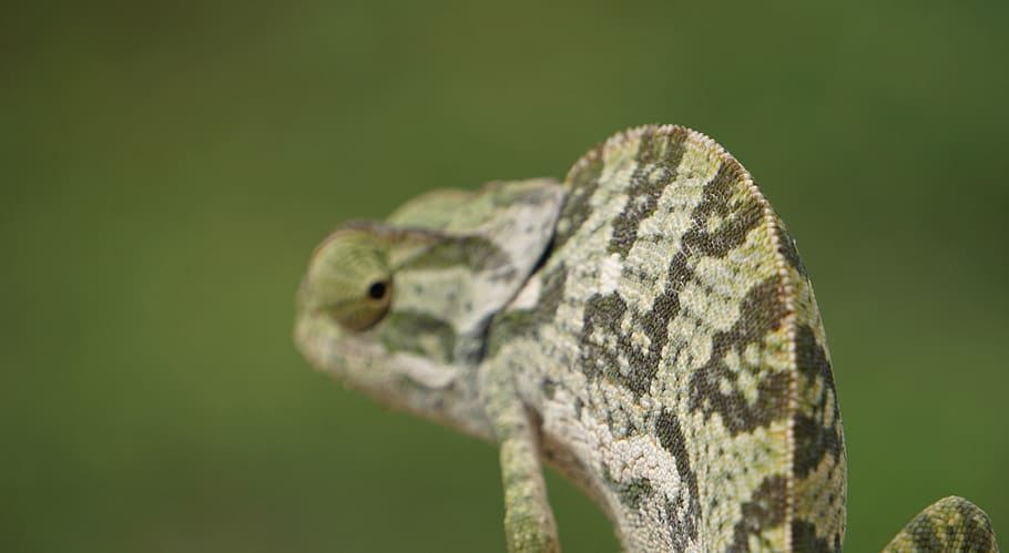 green reptile, lizard, animal, iguana, gecko, chameleon, turtle HD wallpaper