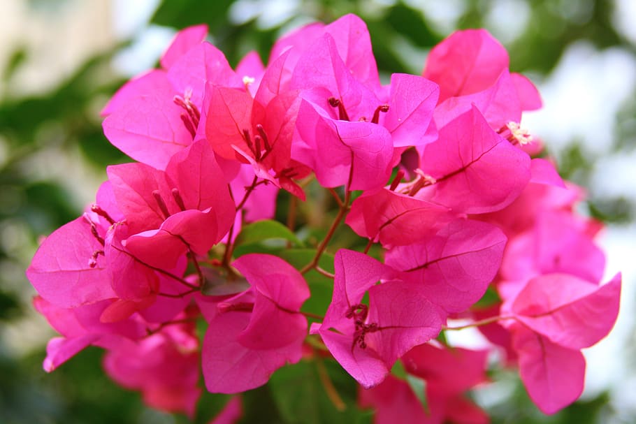 summer, flower, beauty, flowering plant, pink color, fragility HD wallpaper
