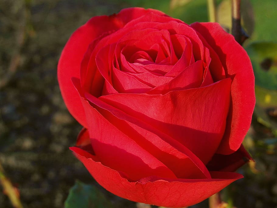 rose, flower, red, garden, plant, nature, flora, petal, botany HD wallpaper