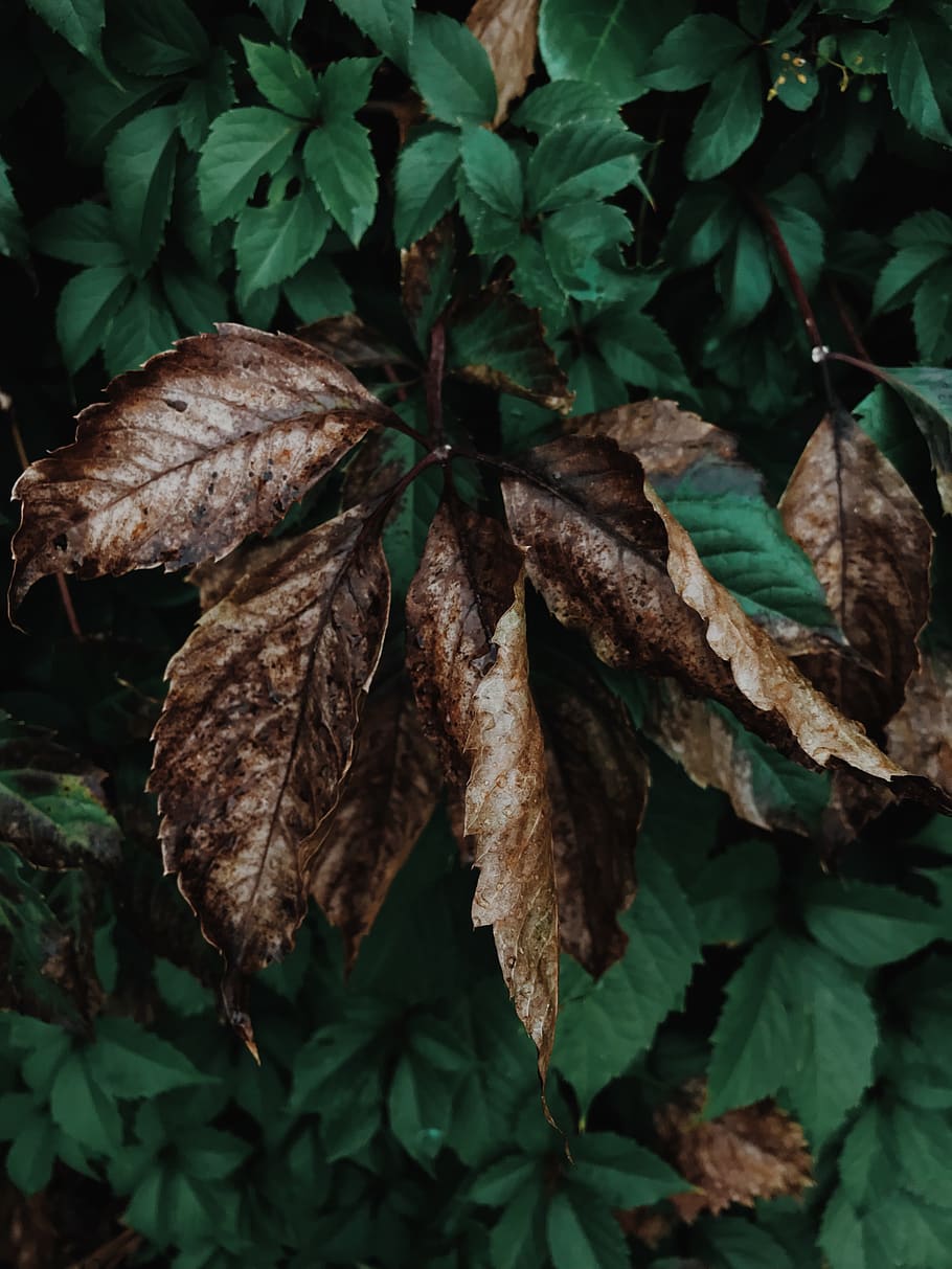 france, grenoble, leaf, plant part, close-up, nature, growth HD wallpaper