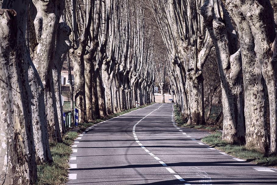 tree lined, trees, roadway, paved, drive, travel, mood, atmosphere HD wallpaper