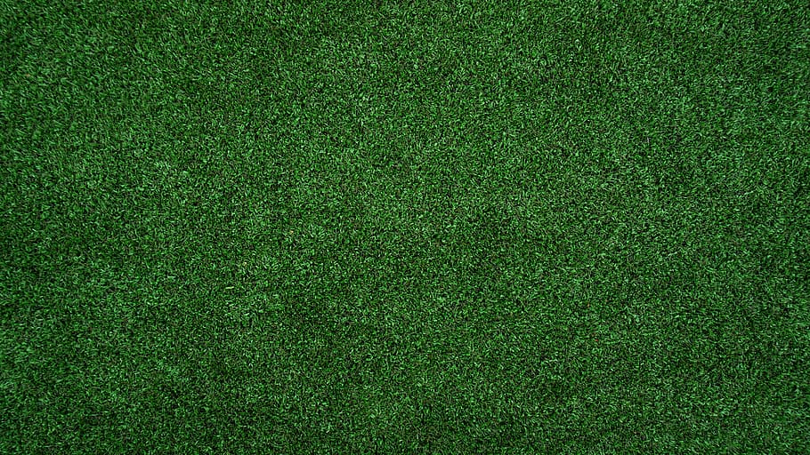 Natural pampas grass | wallpaper.sc iPhone5s,SE