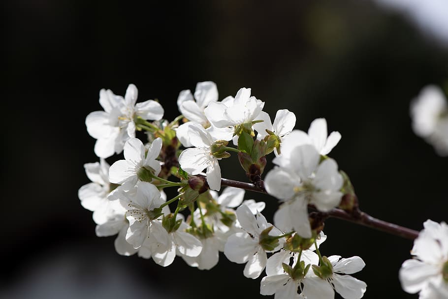 flowers, white, branch, spring, nature, garden, vegetable garden HD wallpaper