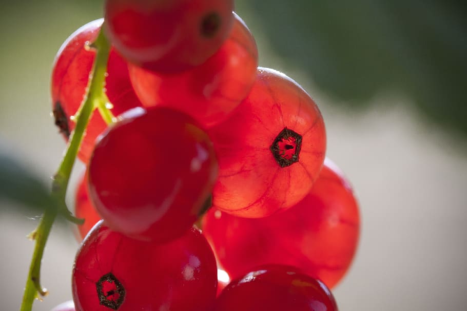 currant, red, ripe, fruit, healthy, fresh, food, macro, close up HD wallpaper