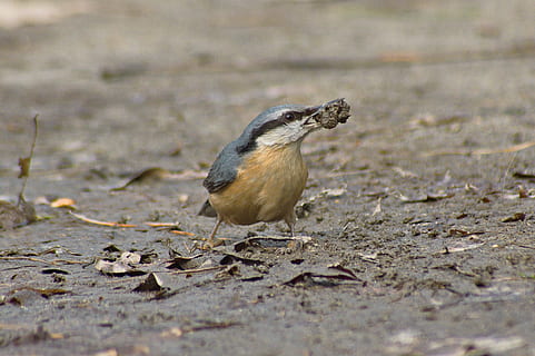bird, nuthatch, nature, nice, wild, spring, animal themes, one animal HD wallpaper