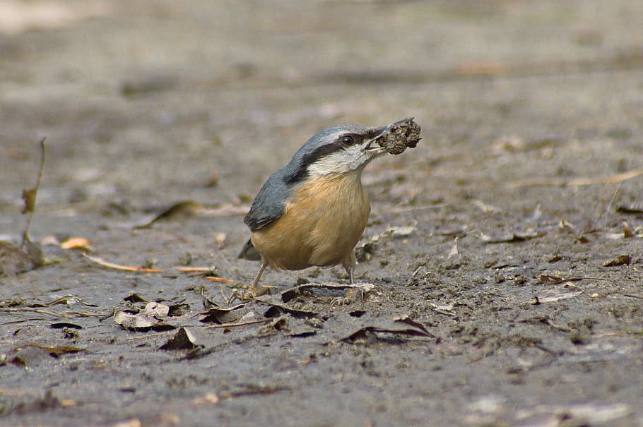 bird, nuthatch, nature, nice, wild, spring, animal themes, one animal HD wallpaper