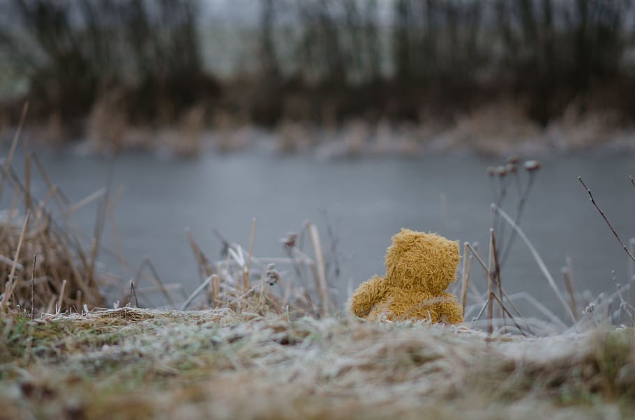 poland, bear, teddybear, alone, winter, cold, lake, plant, nature HD wallpaper