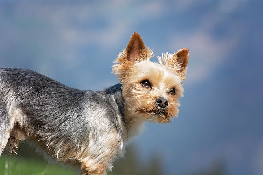 dog, small, out, yorki, yorkshire terrier, sweet, cute, small dog, HD wallpaper