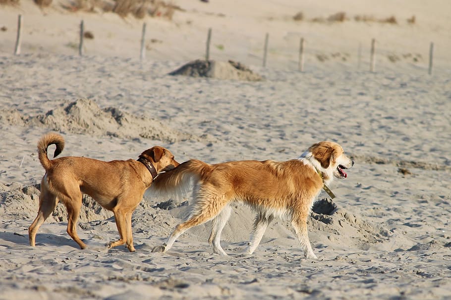 dogs, beach, sand, fun, play, run, pets, sea, summer, nature HD wallpaper