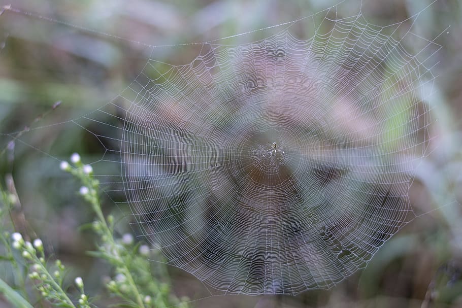 spider, web, dew, cobweb, morning, fragility, vulnerability HD wallpaper