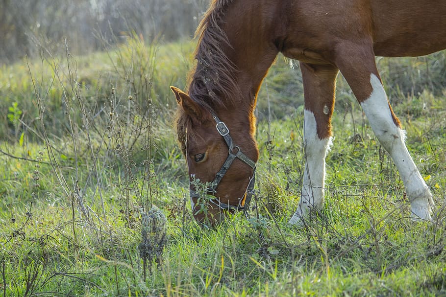 horse, foal, autumn, grass, dry, mammal, animal themes, domestic animals HD wallpaper
